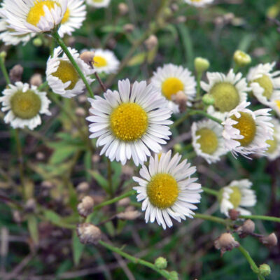 Chamomile Bergamot