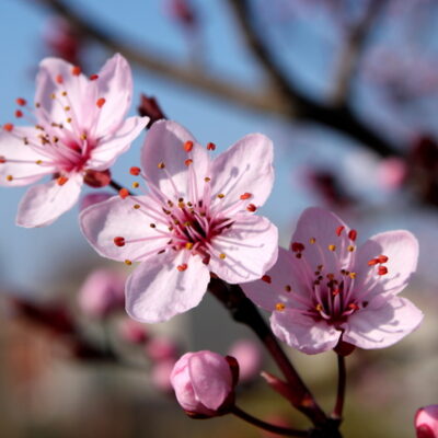 Cherry Blossom