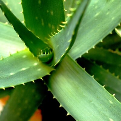 Aloe Vera