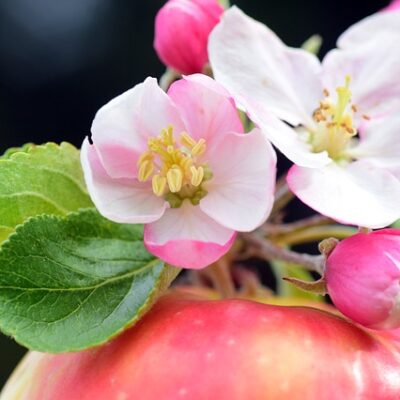 Apple Blossom
