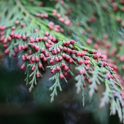 Balsam Fir