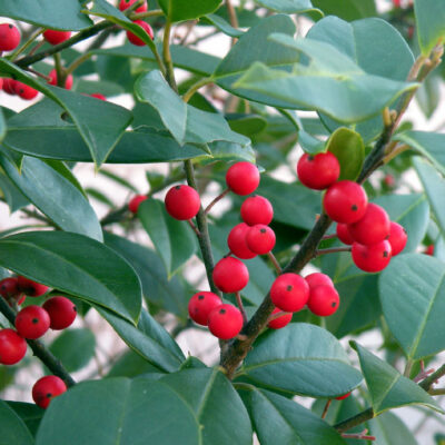 Bayberry