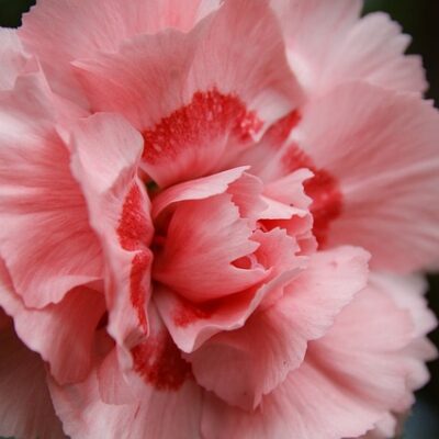 Carnation