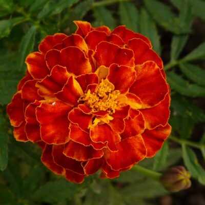 Carnation Spicy