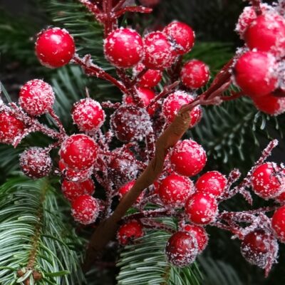 Christmas Berry