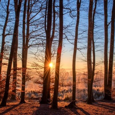 Enchanted Forest