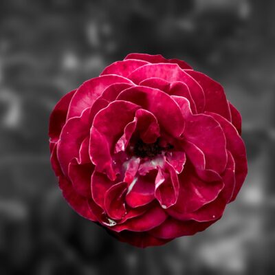 Opium - Tunisian