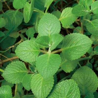 Patchouli - Indian
