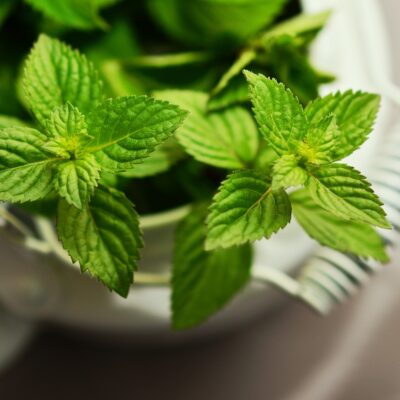 Patchouli - Tunisian