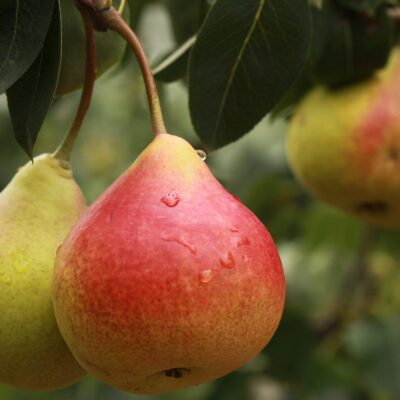 Pearberry
