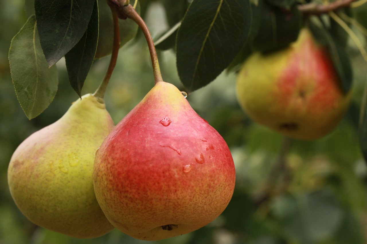 Pearberry