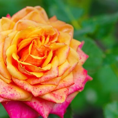 Rose - Arabian