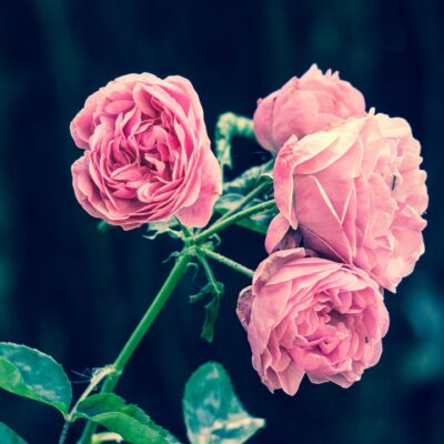 Rose - Arabian