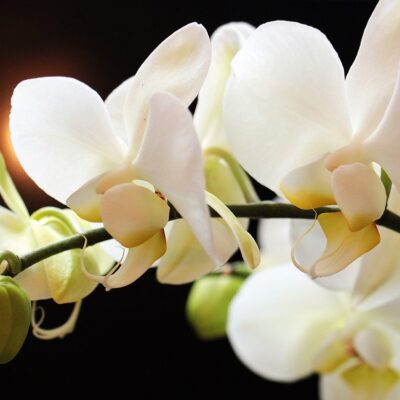 Sandalwood Vanilla