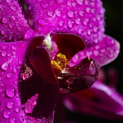 Tropical Rain