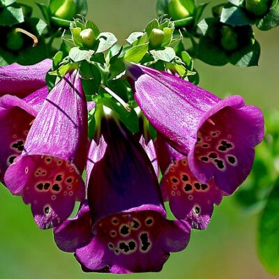 Violet
