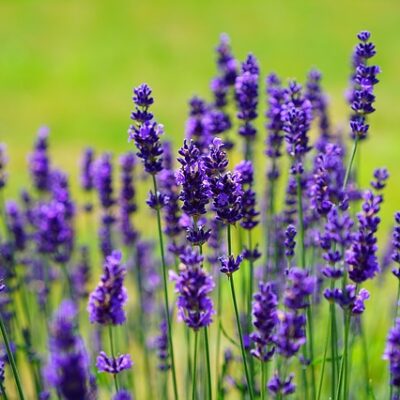Green Tea & Lavender