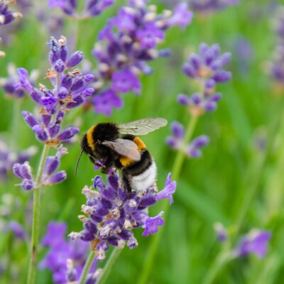 Lavender