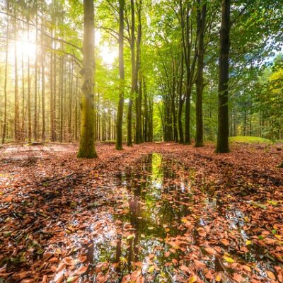 Forest Rain