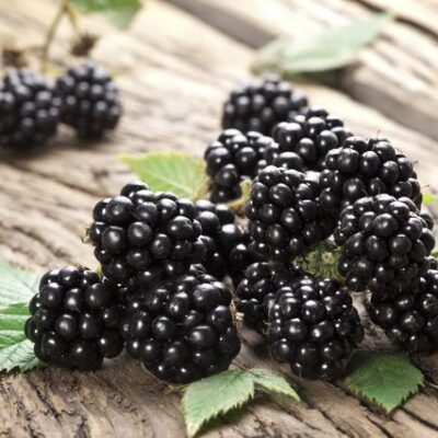 Dewberry