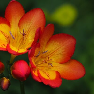 Freesia Spicy