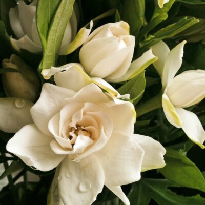 Gardenia