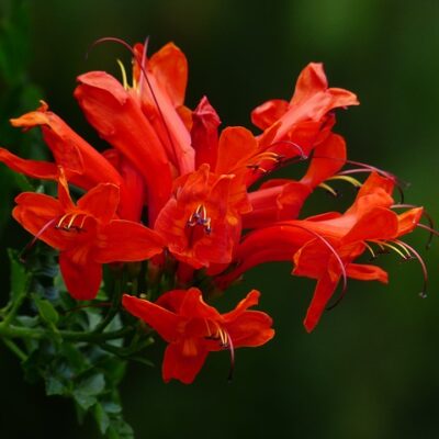 Honeysuckle