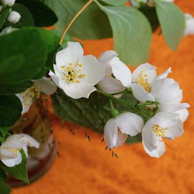 Jasmine