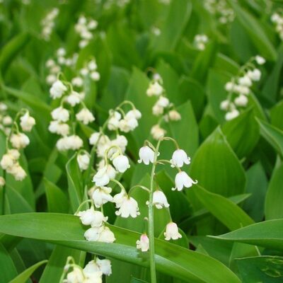 Lily of the Valley
