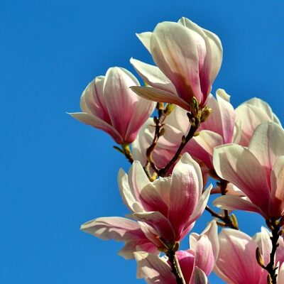 Magnolia