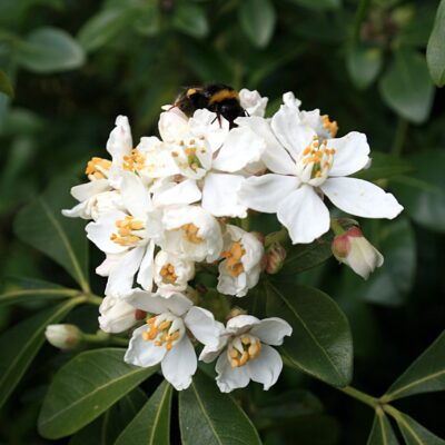 Orange Blossom
