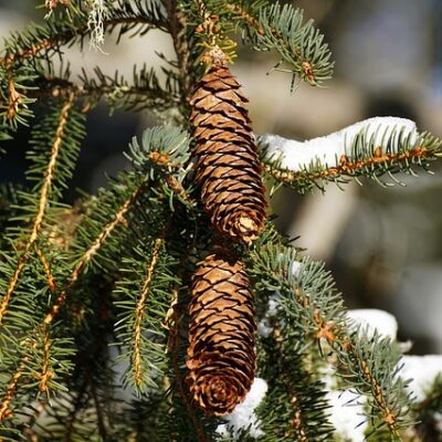 Pine