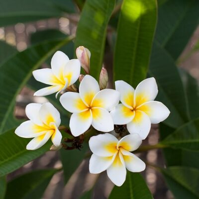 Plumeria (by Body Time)