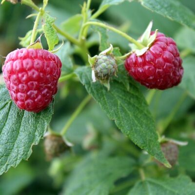 Raspberry Sage