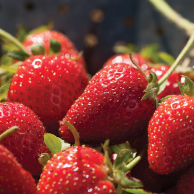 Strawberry