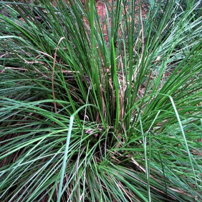 Vetiver Domestic