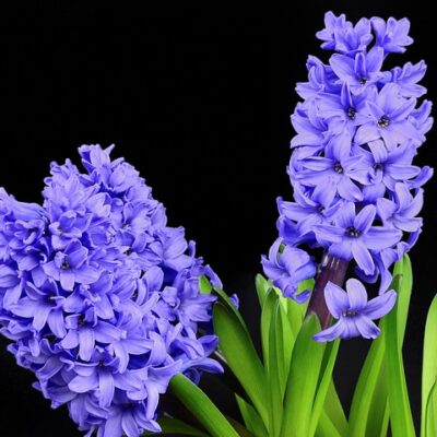 Violet