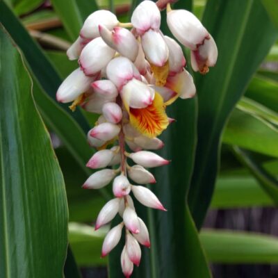 White Ginger