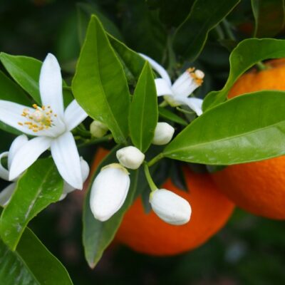 Neroli (20%)