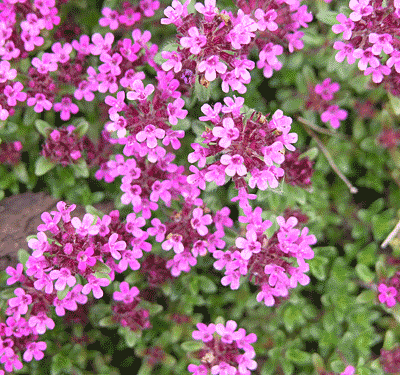 Red Thyme