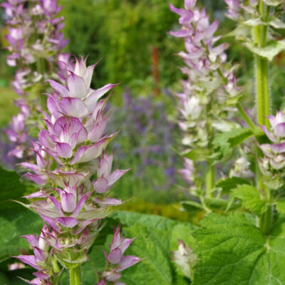 Clary Sage (Organic)