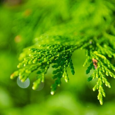 Siberian Fir