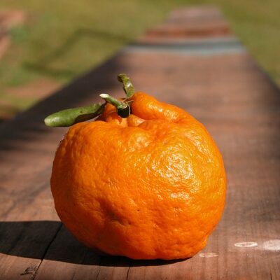Bergamot