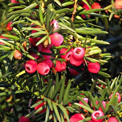 Juniper Berry (Organic)