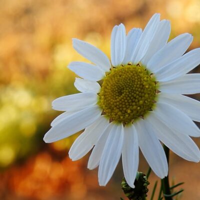 Chamomile (Roman 10%)