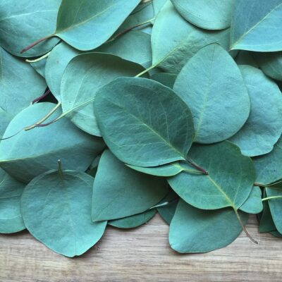 Eucalyptus (Organic)