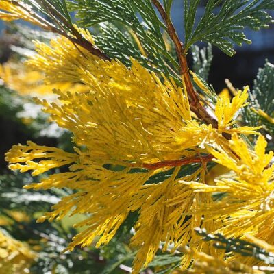 Sweet Incense Cedar