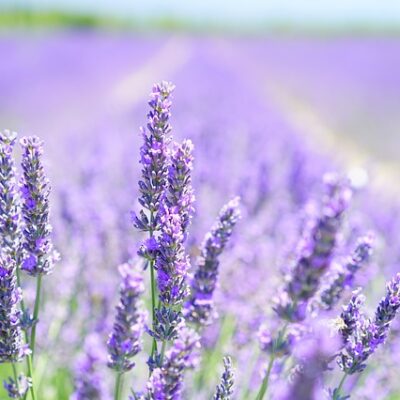 Lavender (French)