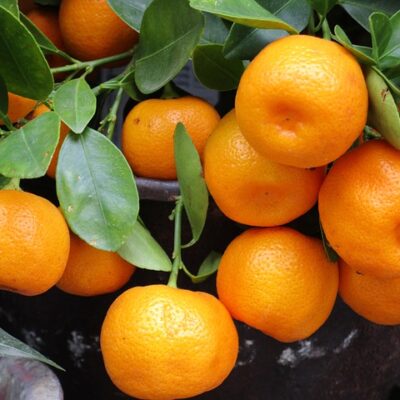 Mandarin Orange