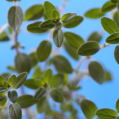 Marjoram (Organic)